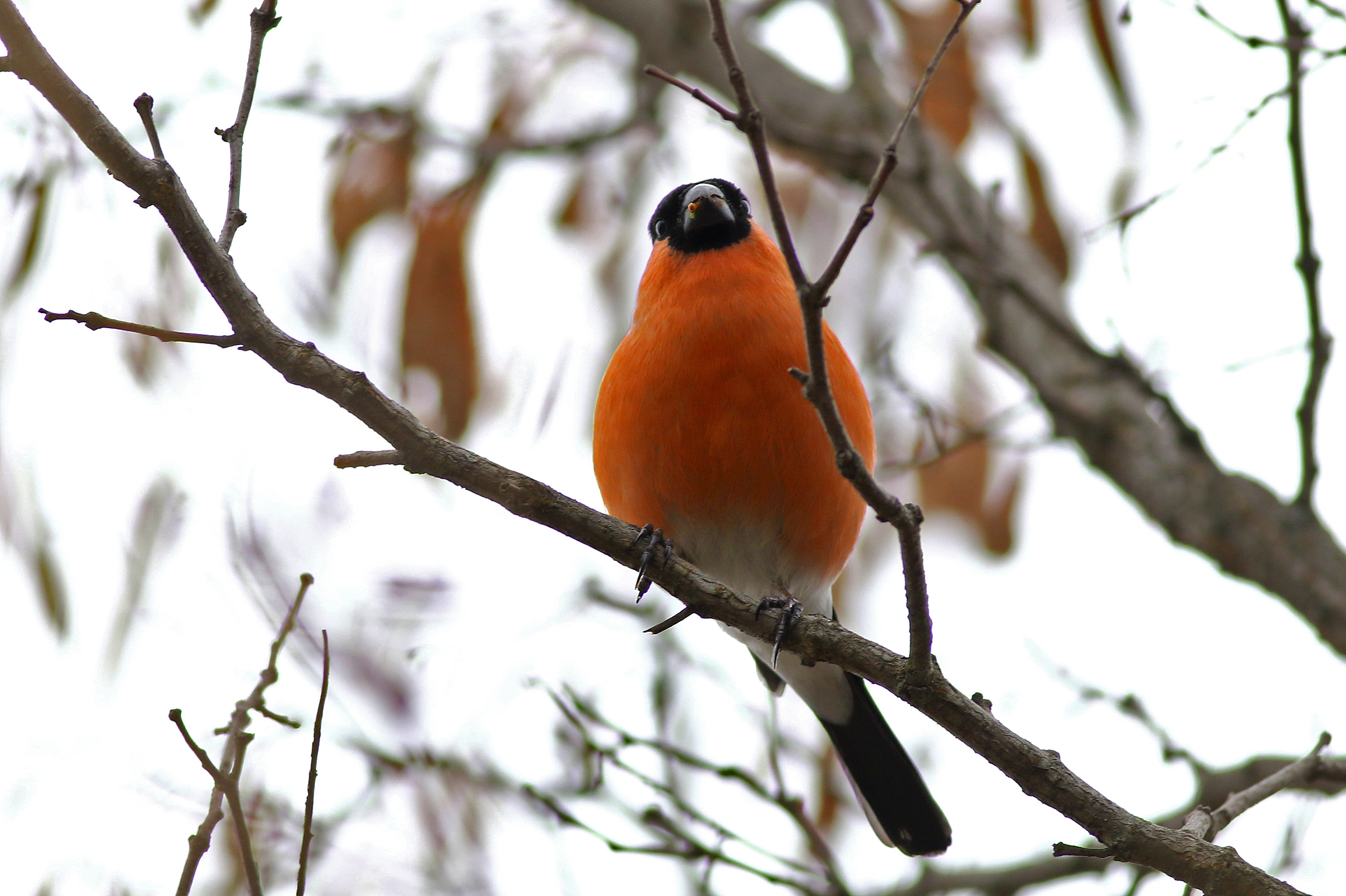 Eurasian Bullfinch